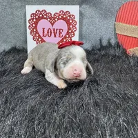 Galaxy, a female Miniature Dachshund for sale in Waynesville, MO – Photo 6 of 6