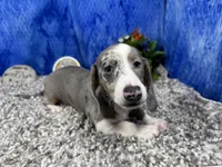 Galaxy, a female Miniature Dachshund for sale in Waynesville, MO – 3 of 10