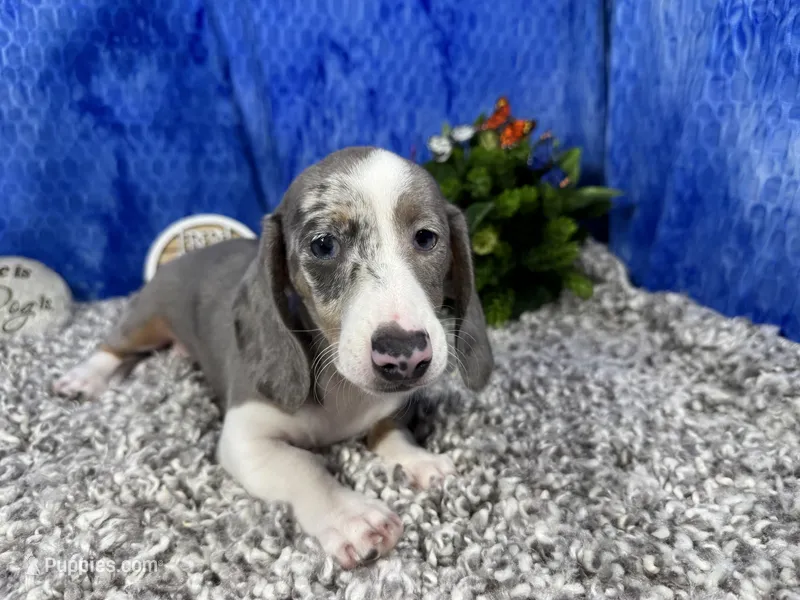 Galaxy – Miniature Dachshund puppy for sale in Waynesville, MO