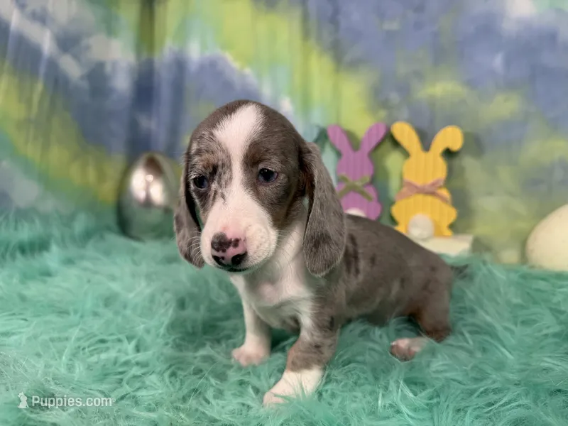 Galaxy – Miniature Dachshund puppy for sale in Waynesville, MO