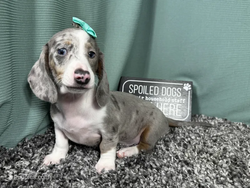 Galaxy – Miniature Dachshund puppy for sale in Waynesville, MO