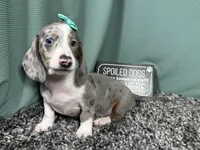 Galaxy, a female Miniature Dachshund for sale in Waynesville, MO – 4 of 10