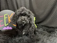 Nathan, a male Poodle - Toy  for sale in Waynesville, MO – 3 of 10