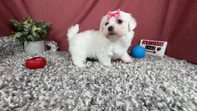 Ilene, a female Havamalt for sale in Waynesville, MO – 6 of 10