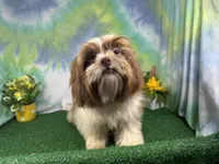 Gilroy, a male Shih Tzu for sale in Waynesville, MO – 2 of 10