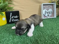 Ivy, a female Havanese for sale in Waynesville, MO – 3 of 3