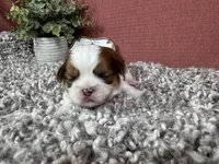 Theodore, a male Shih Tzu for sale in Waynesville, MO – 1 of 4