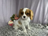 Riley, a male Cavalier King Charles Spaniel for sale in Waynesville, MO – 3 of 10