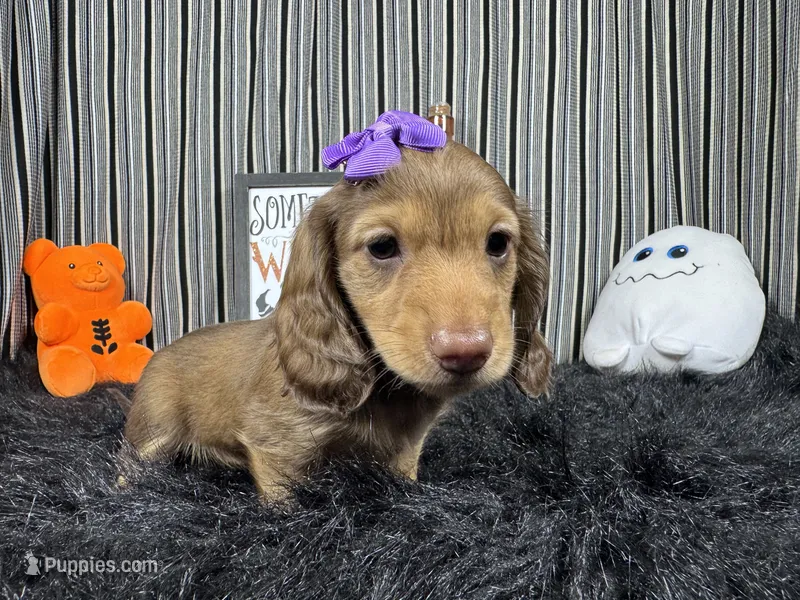Princess – Miniature Dachshund puppy for sale in Waynesville, MO