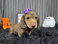 Princess, a female Miniature Dachshund for sale in Waynesville, MO – 1 of 3