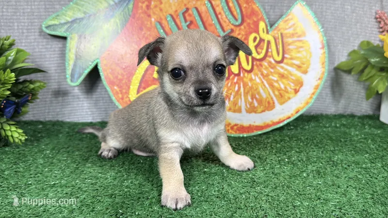 Boston – Chihuahua puppy for sale in Waynesville, MO