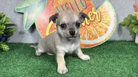 Boston, a male Chihuahua for sale in Waynesville, MO – 1 of 4