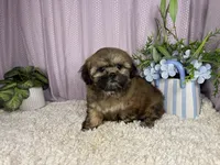 Titus, a male Shih Tzu for sale in Waynesville, MO – 2 of 3