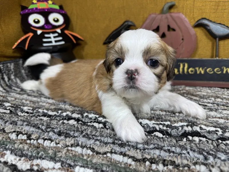 Troy – Shih Tzu puppy for sale in Waynesville, MO