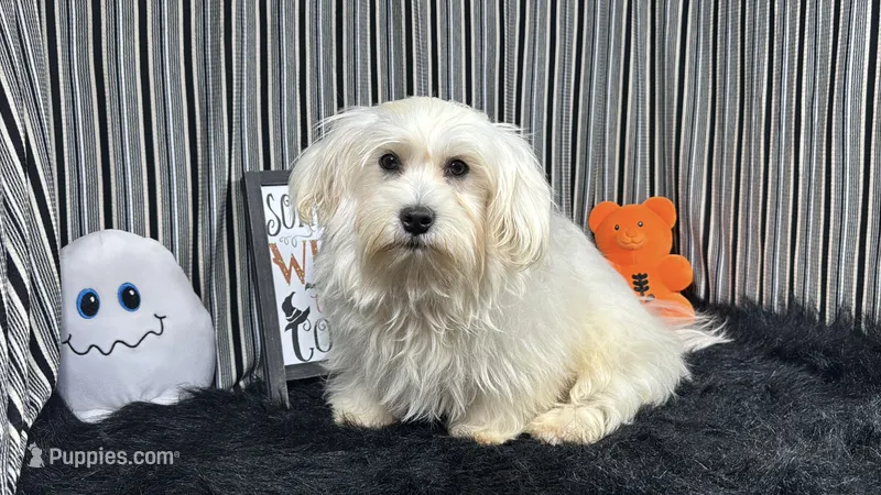 Izen – Havamalt puppy for sale in Waynesville, MO