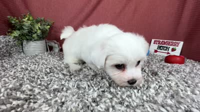 Ian, a male Havamalt for sale in Waynesville, MO – 6 of 10