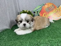 Toby, a male Shih Tzu for sale in Waynesville, MO – 3 of 4