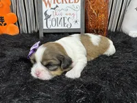 Tansy, a female Shih Tzu for sale in Waynesville, MO – 2 of 3