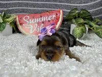 Naomi, a female Yorkshire Terrier for sale in Waynesville, MO – 1 of 4