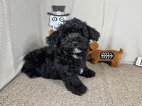 Nick, a male Poodle - Toy  for sale in Waynesville, MO – 5 of 10