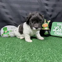 Nehemiah, a male Maltipoo for sale in Waynesville, MO – Photo 7 of 10