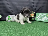 Nehemiah, a male Maltipoo for sale in Waynesville, MO – Photo 2 of 6