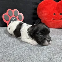 Nehemiah, a male Maltipoo for sale in Waynesville, MO – Photo 10 of 10