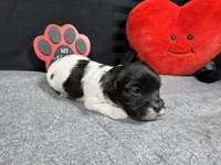 Nehemiah, a male Maltipoo for sale in Waynesville, MO – Photo 6 of 6