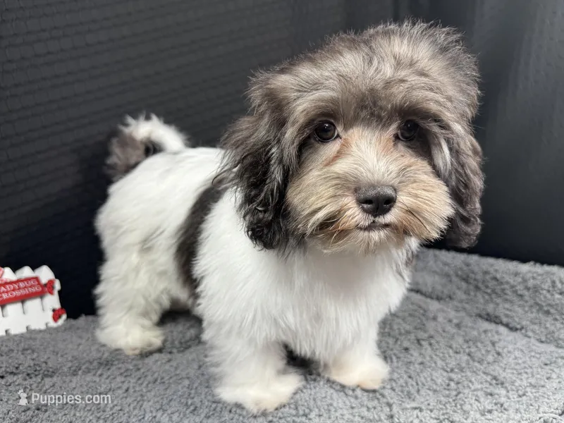 Nehemiah – Maltipoo puppy for sale in Waynesville, MO