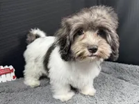 Nehemiah, a male Maltipoo for sale in Waynesville, MO – 1 of 9