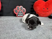 Nehemiah, a male Maltipoo for sale in Waynesville, MO – Photo 5 of 6