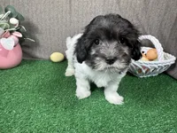 Nehemiah, a male Maltipoo for sale in Waynesville, MO – Photo 3 of 10
