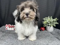 Nehemiah, a male Maltipoo for sale in Waynesville, MO – 2 of 9