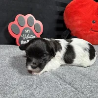 Nehemiah, a male Maltipoo for sale in Waynesville, MO – Photo 9 of 10