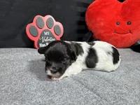 Nehemiah, a male Maltipoo for sale in Waynesville, MO – Photo 4 of 6