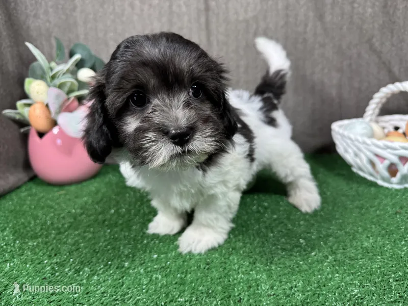 Nehemiah – Maltipoo puppy for sale in Waynesville, MO