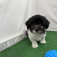 Nehemiah, a male Maltipoo for sale in Waynesville, MO – Photo 4 of 10