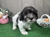 Nehemiah, a male Maltipoo for sale in Waynesville, MO – Photo 2 of 10