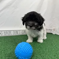 Nehemiah, a male Maltipoo for sale in Waynesville, MO – Photo 5 of 10