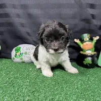 Nehemiah, a male Maltipoo for sale in Waynesville, MO – Photo 6 of 10