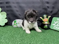 Nehemiah, a male Maltipoo for sale in Waynesville, MO – Photo 3 of 6