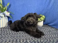 Paxton, a male Morkie for sale in Waynesville, MO – 7 of 10