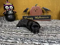 Briggs, a male Peekapoo for sale in Waynesville, MO – 3 of 3