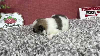 Buddy, a male Pomeranian for sale in Waynesville, MO – 8 of 8