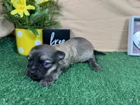 Isreal, a male Havanese for sale in Waynesville, MO – 3 of 3