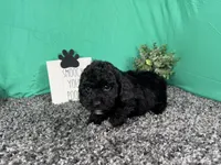 Nero, a male Poodle - Toy  for sale in Waynesville, MO – 2 of 3