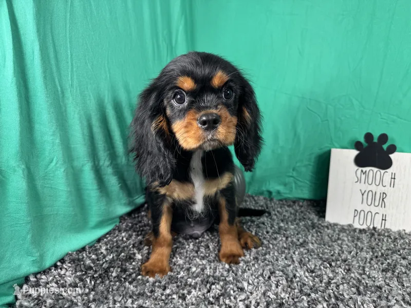 Romeo – Cavalier King Charles Spaniel puppy for sale in Waynesville, MO