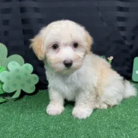Chad, a male Maltipoo for sale in Waynesville, MO – Photo 3 of 9