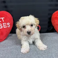 Chad, a male Maltipoo for sale in Waynesville, MO – Photo 5 of 9