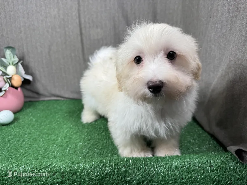 Chad – Maltipoo puppy for sale in Waynesville, MO